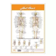 کالبد شناسی دستگاه اسکلتی / اندیشه کهن