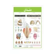 کالبد شناسی دندان / اندیشه کهن
