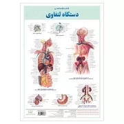 کالبد شناسی دستگاه لنفاوی / اندیشه کهن