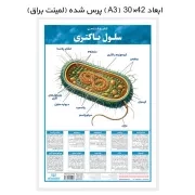 لمینت کالبدشناسی سلول باکتری / اندیشه کهن