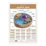 لمینت کالبدشناسی سلول جانوری / اندیشه کهن