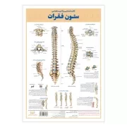 کالبد شناسی ستون فقرات / اندیشه کهن