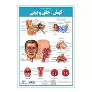 کالبد شناسی گوش حلق و بینی / اندیشه کهن