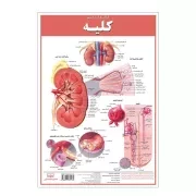 کالبد شناسی کلیه / اندیشه کهن