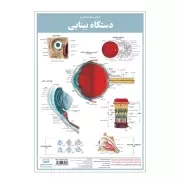 کالبد شناسی دستگاه بینایی / اندیشه کهن