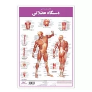 کالبد شناسی دستگاه عضلانی / اندیشه کهن