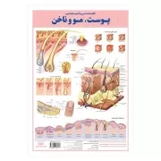 کالبد شناسی پوست مو و ناخن / اندیشه کهن