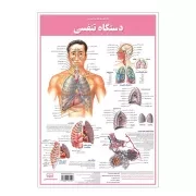کالبد شناسی دستگاه تنفسی / اندیشه کهن