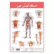 کالبد شناسی دستگاه گردش خون / اندیشه کهن