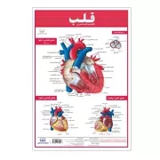 کالبد شناسی قلب / اندیشه کهن